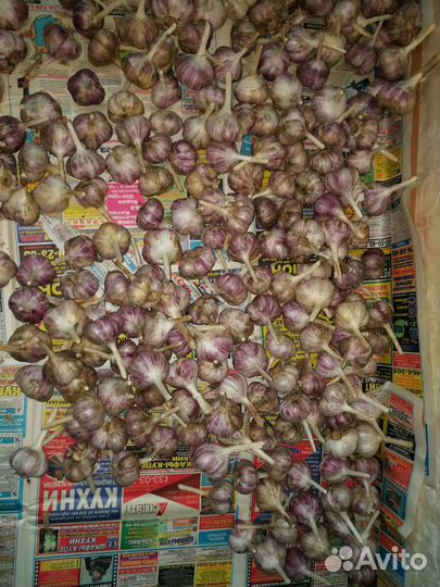 Чеснок зимний