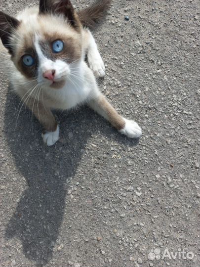 Бездомный котик в поиске семьи