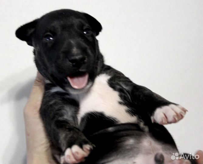 Щенки стандартного бультерьера чёрные