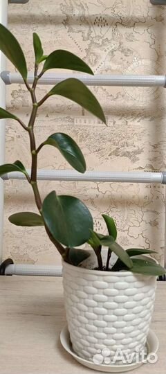 Цветок домашний