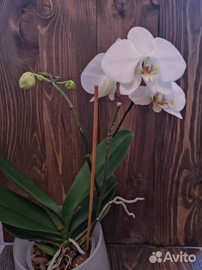 Фотофон из массива дерева, двустворчатый