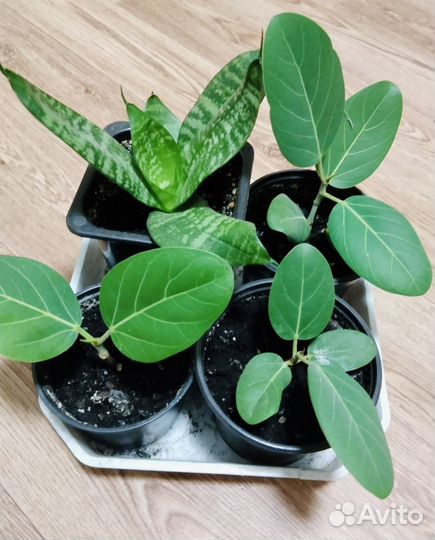 Фикус детки