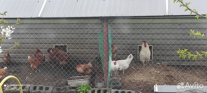 Куриный помет. Курьяк