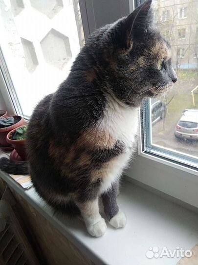 Передержка животных(кошек и котиков)