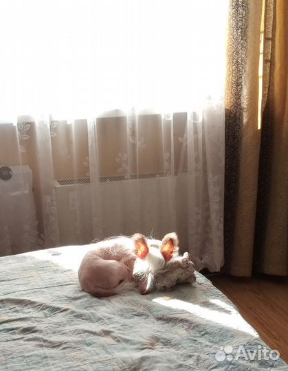 Передержка, догситтер (зооняня) и выгул в Кожухово