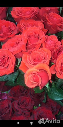 Роза 40,50,60см в пачках,по 10 шт.,оптом