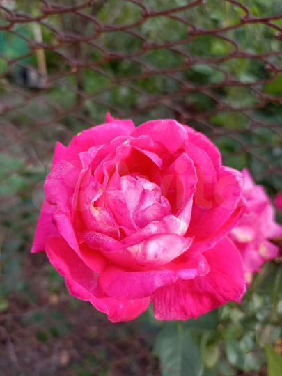 Участок 5,1 сот. (СНТ, ДНП)