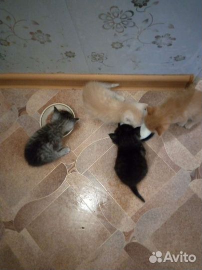 Котята в добрые руки