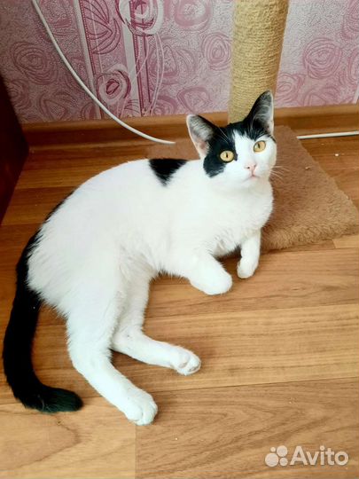 Стерилизованная кошечка