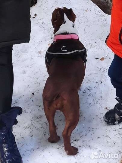 Шлейка для собак Ferplast Ergocomfort nordic 1