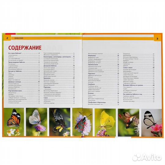 Энциклопедия Бабочки Умка 4513