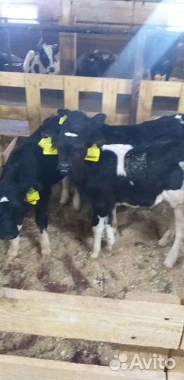 Отборные бычки и телки 1 2 месяца