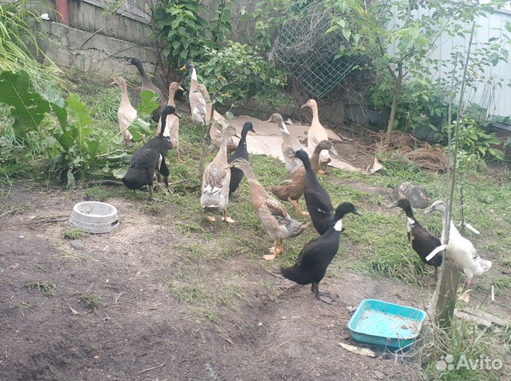 Утки индийский бегунок