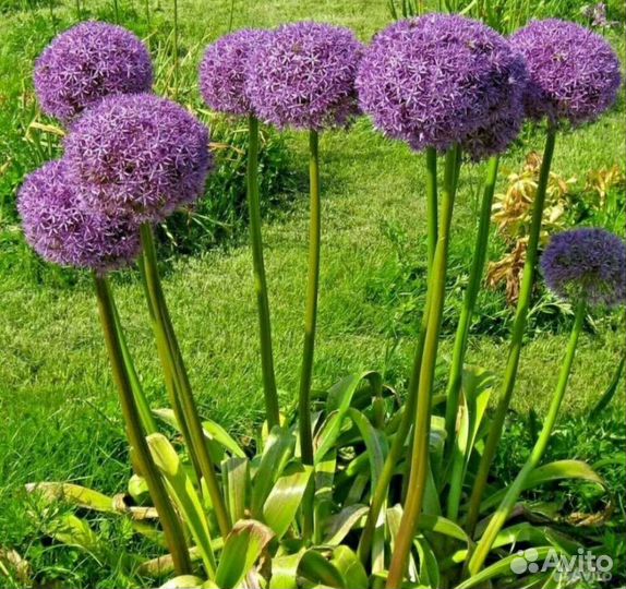 Луковичное растения. Ревень