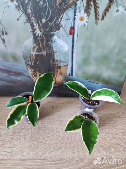 Хойя много сортов