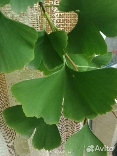 Гингобелоба лист лечебное растение