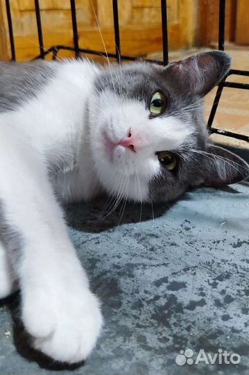 Кот, самый лучший