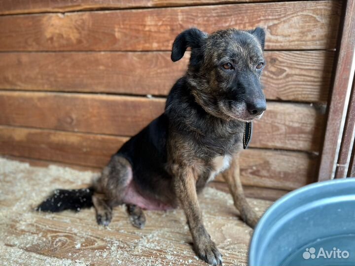 Балин ищет любящую семью