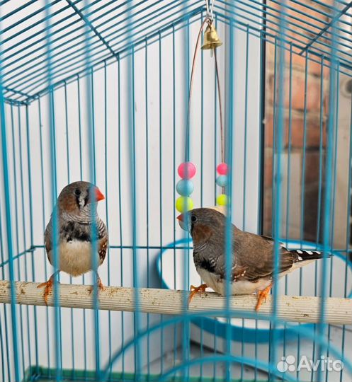 Зебровые амадины