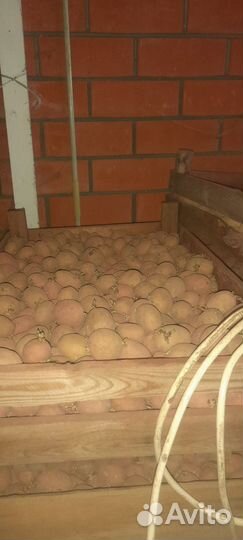 Семенной картофель аризона 2рс