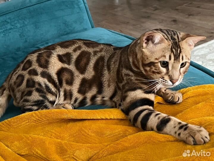 Бенгальский кот вязка