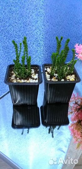 Суккуленты