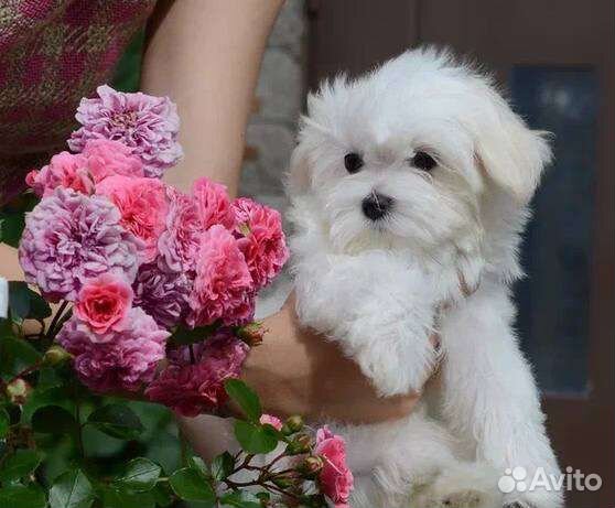 Щенок Мальтезе мини девочка
