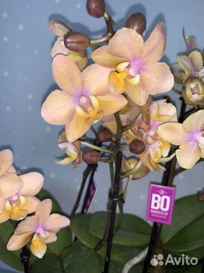 Орхидея Парфюмерная Фабрика Скеншен 12/40см