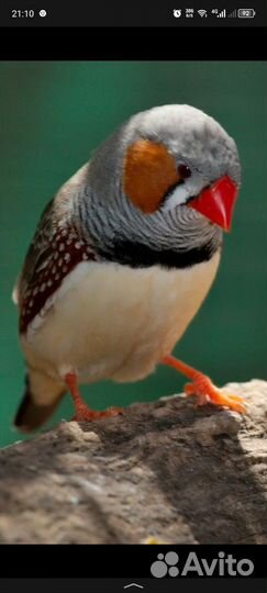 Зебровый амадин