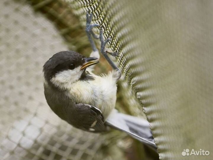 Экскурсия — Калининград — Куршская коса с професси