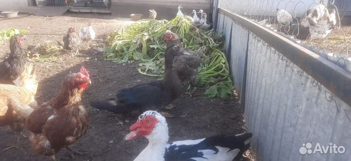 Домашняя птица