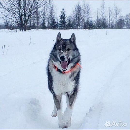 Вязка Лайка зсл и рел
