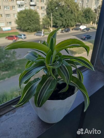 Драцена Фрагранс Лемон Лайм