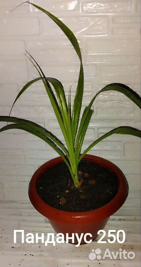 Комнатные растения