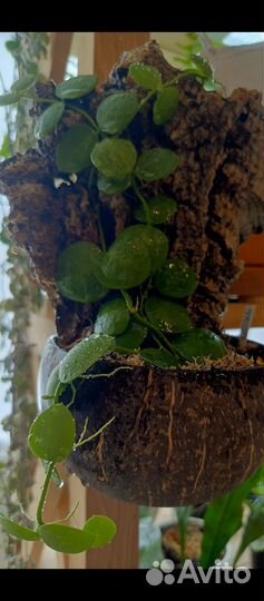 Дисхидия клейстаита