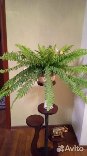 Тарелка картины