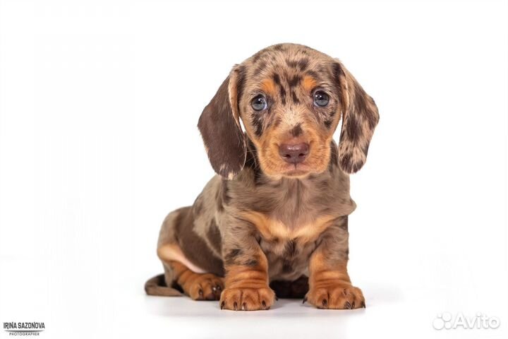 Мраморная такса