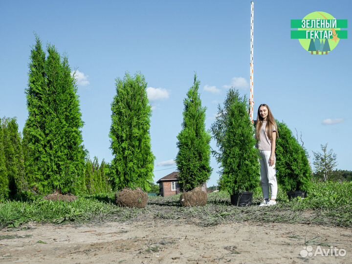 Туи колумна 140 см свежая копка 2023