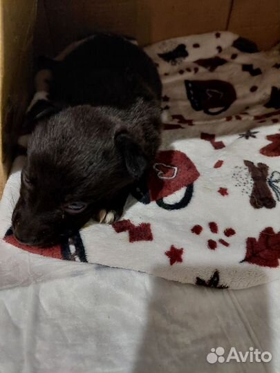 Собака в добрые руки маленькая порода