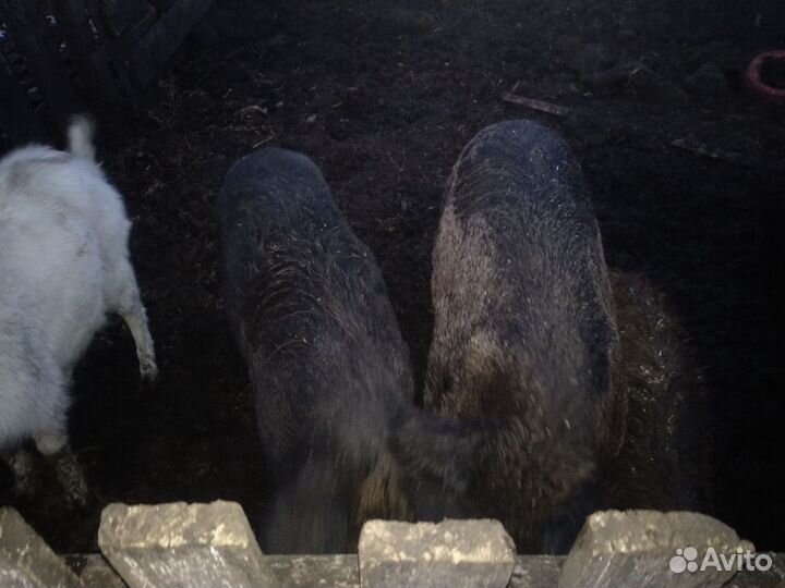 Королевские кармалы