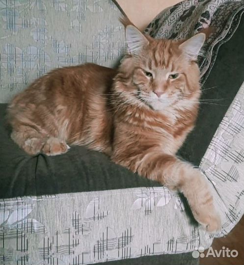 Вязка кота Мейн-кун