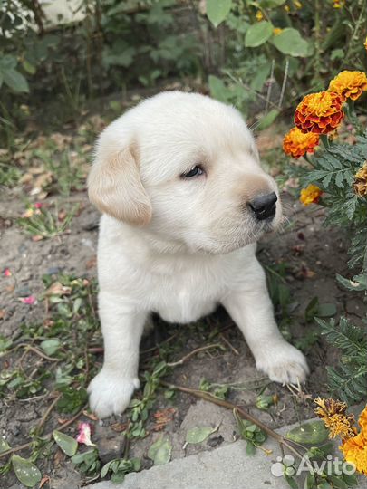 Лабрадор ретривер