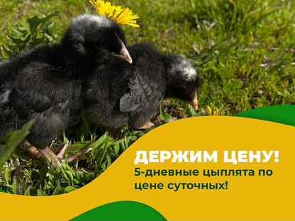 Цыплята Гризбар суточные в наличие и под заказ, Дно