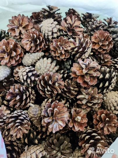 Шишки сосновые