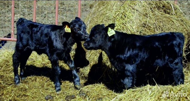 О Бычки абердины сименталы холмогоры