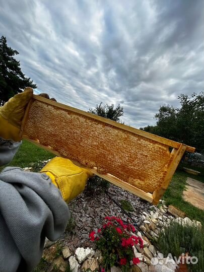 Мёд / мед гречишный с разнотравьем 23