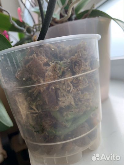 Орхидея фаленопсис