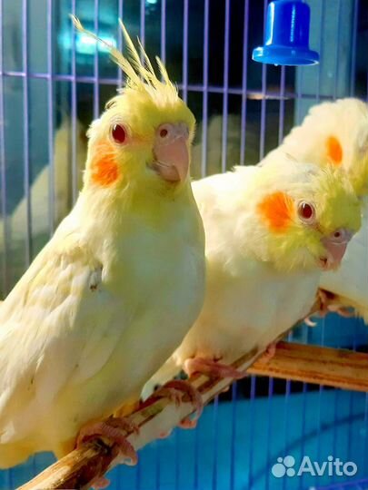 Молодые попугаи 