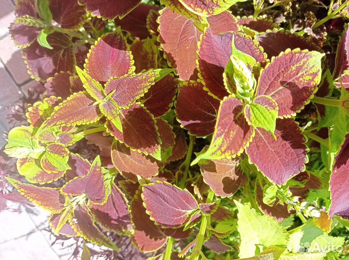 Черенки коллеусов