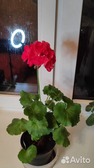 Пеларгония герань